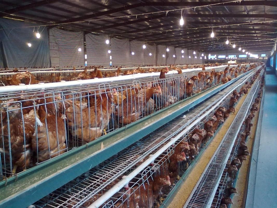 冬季蛋鸡饲养管理需要注意些什么,海兰褐商品代蛋鸡饲养管理手册