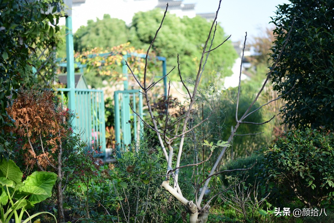 流放到菜地的花儿们，尽情绽放吧，不管在哪里｜园丁