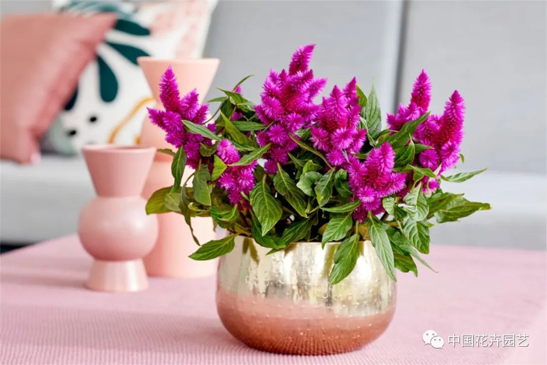 鑺卞崏鍝佺灞曠ず,鏂颁紭鑺卞崏鍝佺灞曠ず