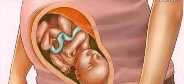 母爱伟大！十张图带你看胎儿成长的壮丽过程