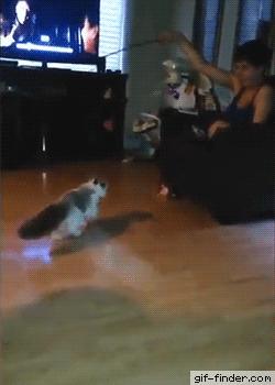 两只猫打架引众猫围观,两只猫打架一只翻肚皮