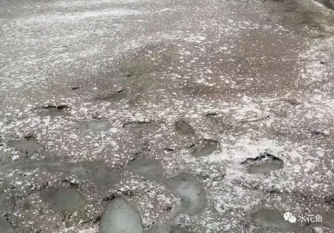 家鱼养殖如何投苗,养殖鱼技术和鱼苗