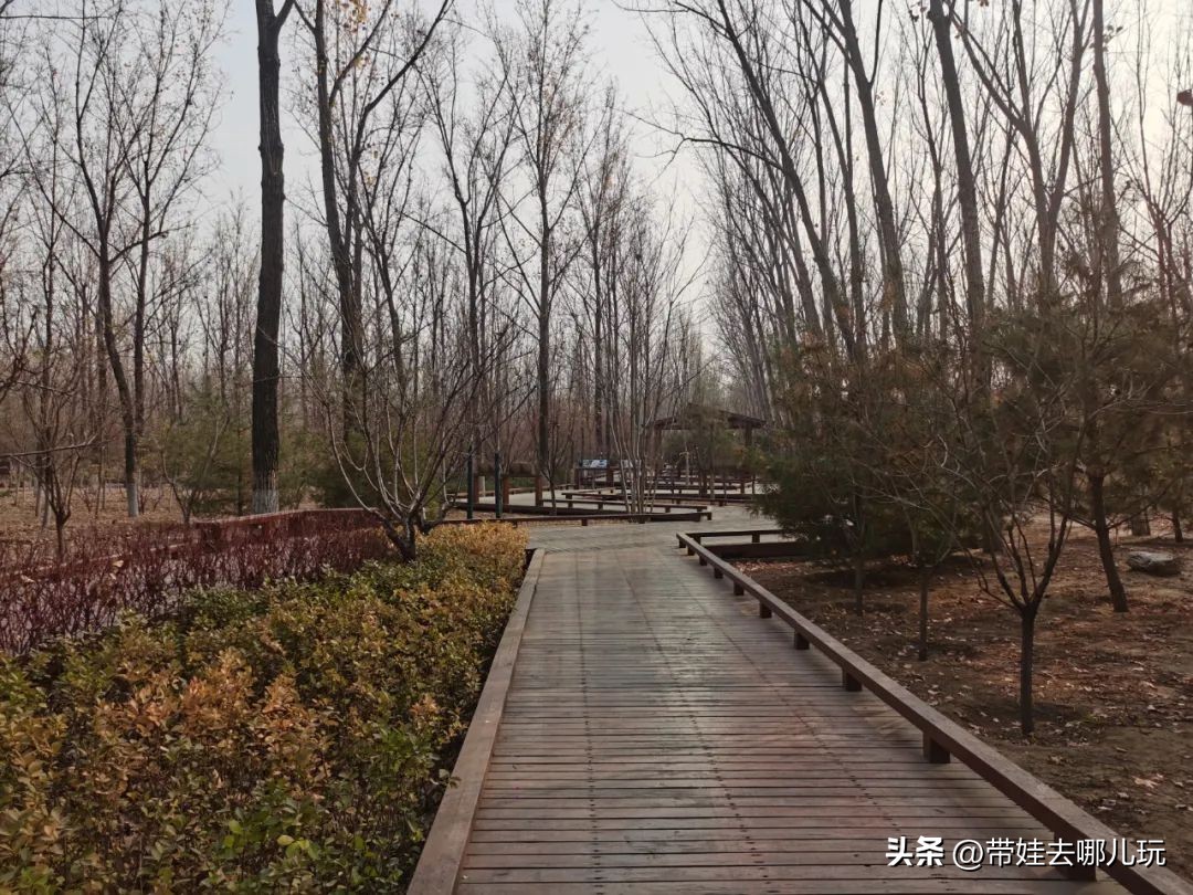 在森林公园里玩耍,中国可以骑行的森林公园