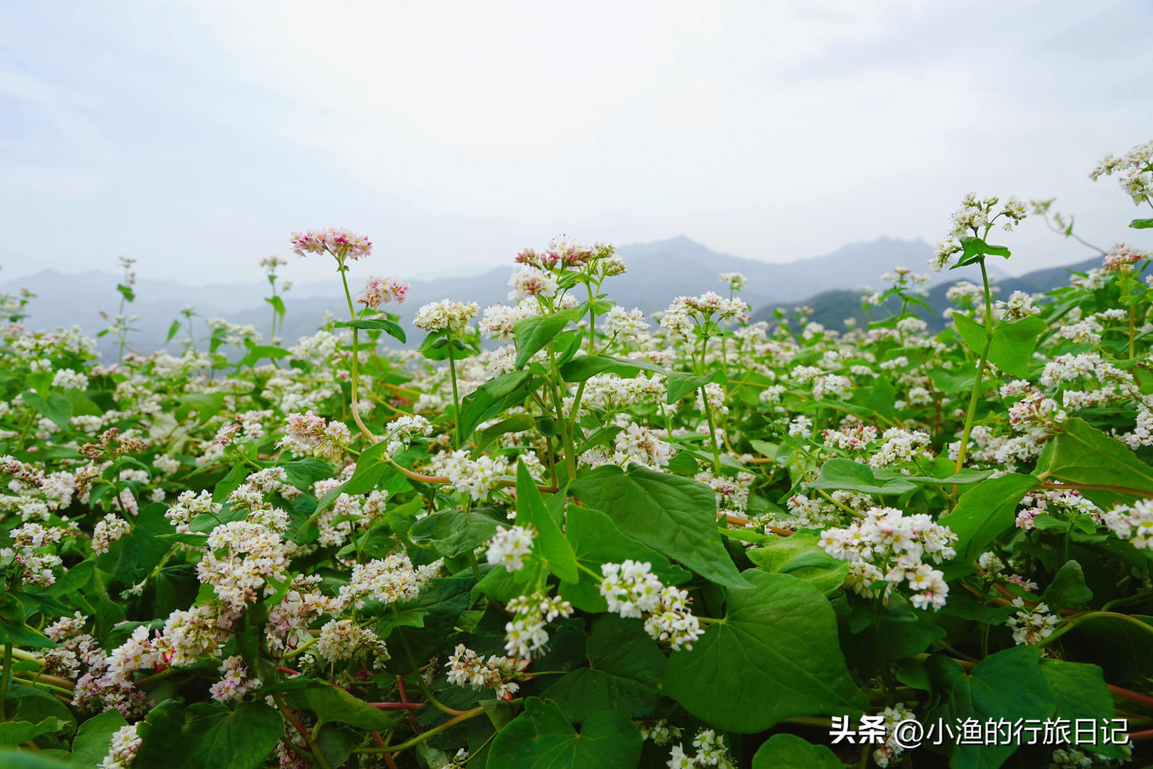 周末西安旅游攻略小众景点一日游,西安盛夏小众旅游攻略