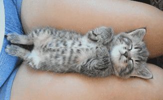 猫会梦到什么呢,猫睡觉都在梦什么