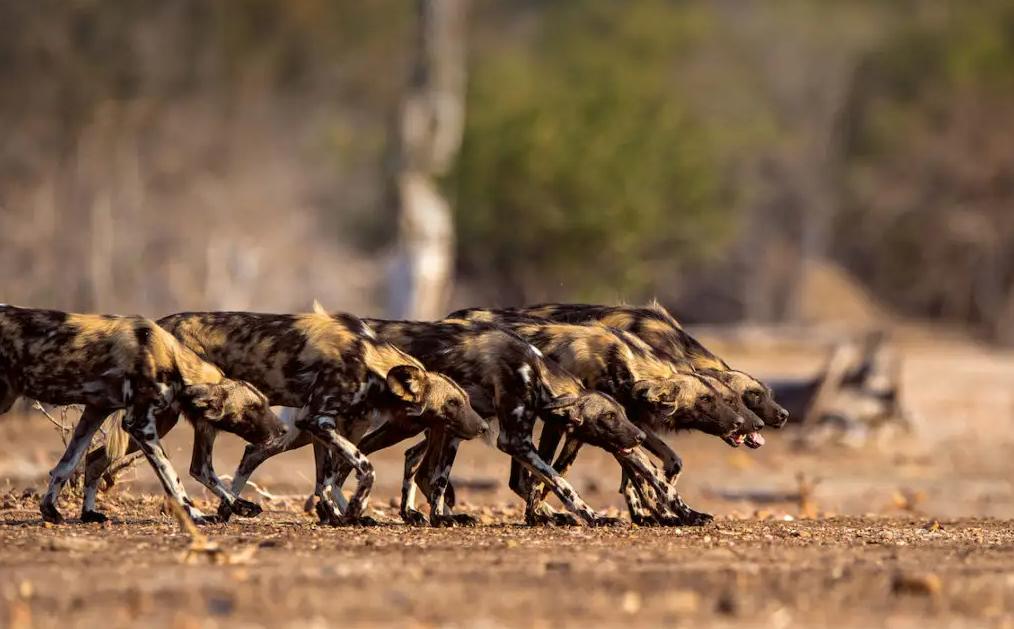 进击的狗群：非洲野狗在三年内，干掉了五十多只狒狒