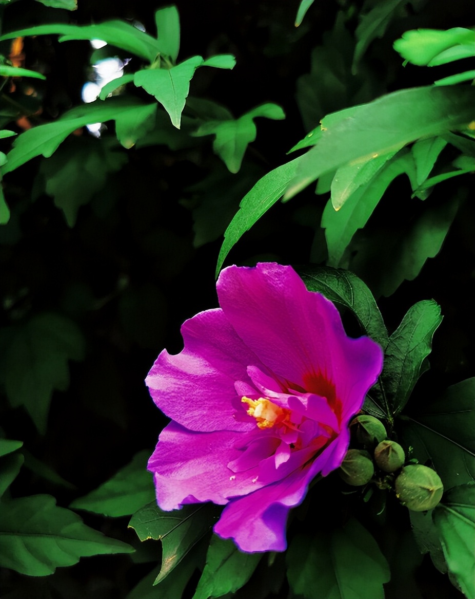 赞美木槿花最经典的诗句,关于木槿花唯美古诗句有哪些