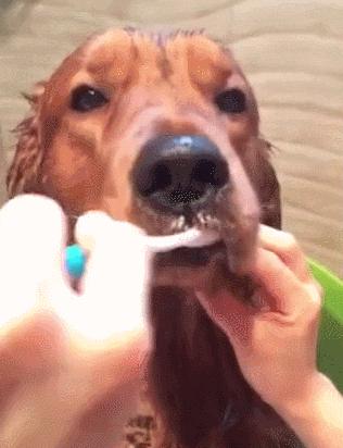 狗狗老了怎么安慰别人,狗狗老了怎么维护视力