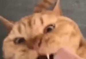 你以为你养的中华田园猫,家里养了中华田园猫