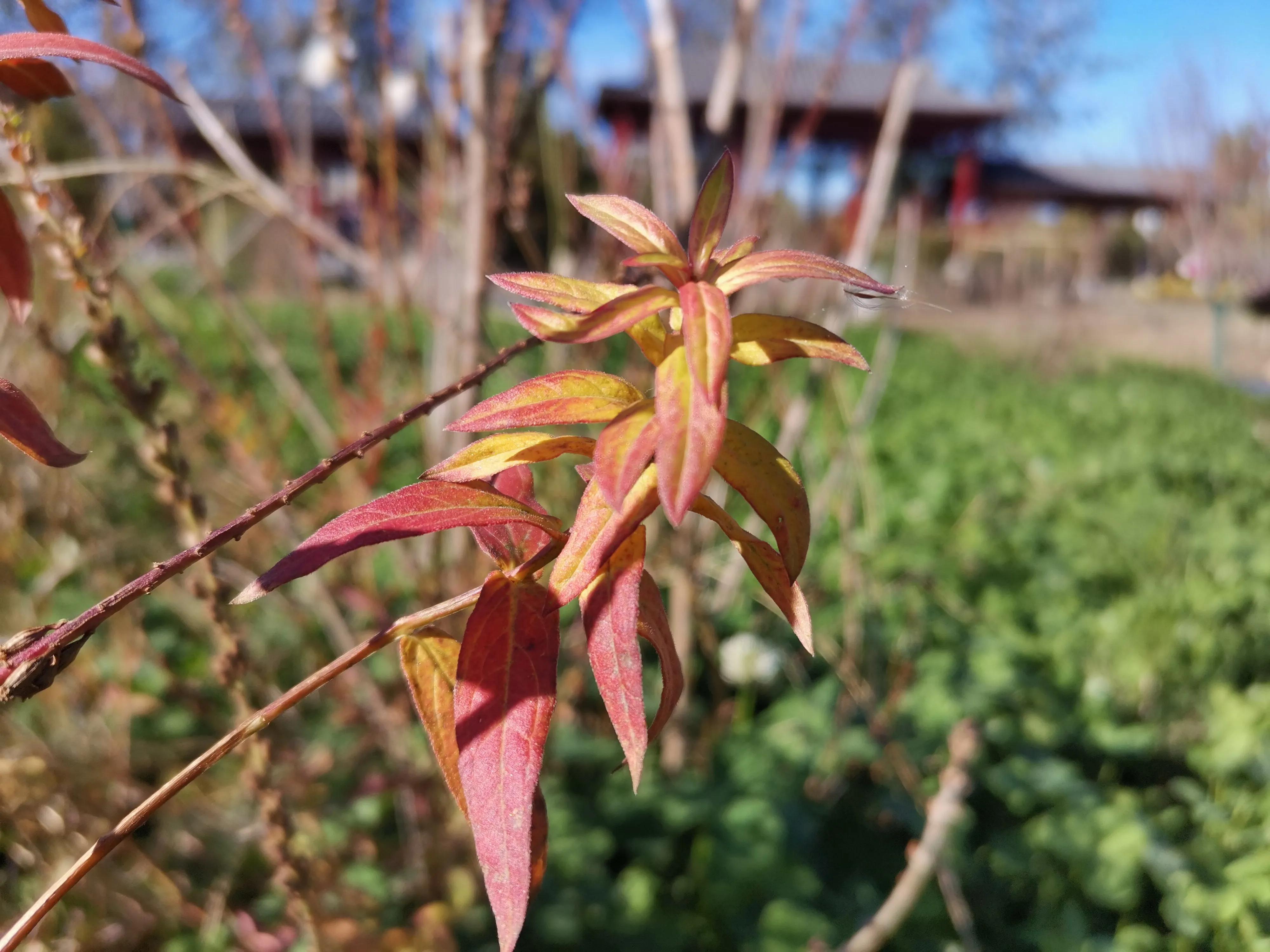天津冬天适合漫步的公园,天津公园赏秋游玩攻略