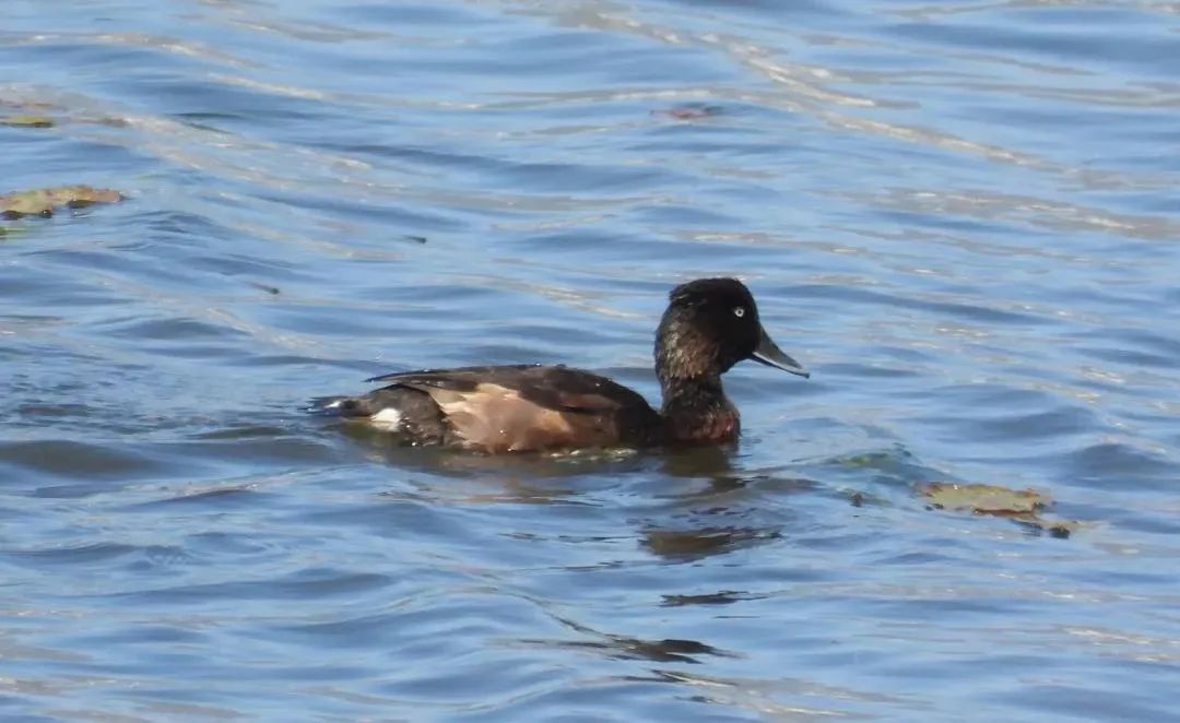 昆明七彩云南怎么样,七彩云南避暑家园