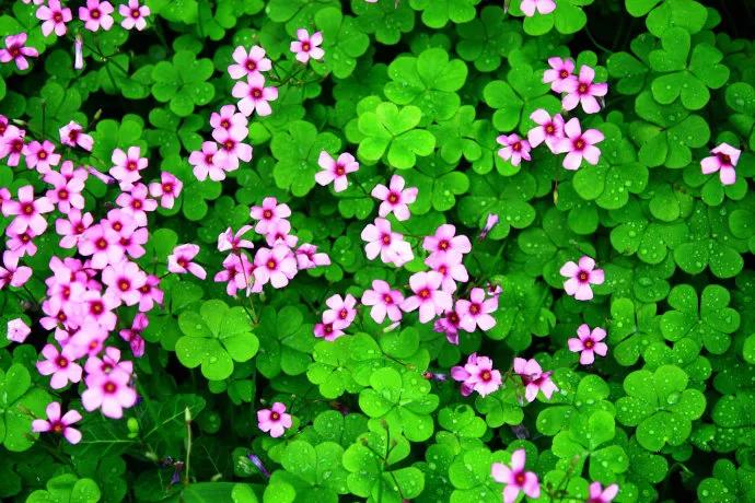 绿化带里常见的草本花,绿化带常见植物名称及图片