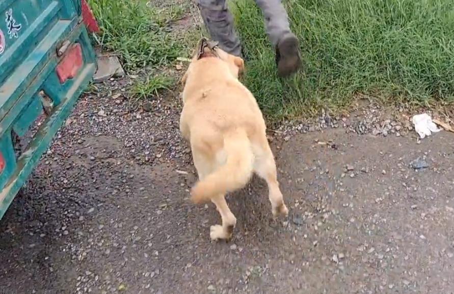 拉布拉多疑遭主人卖给狗贩子,拉布拉多成年犬易主