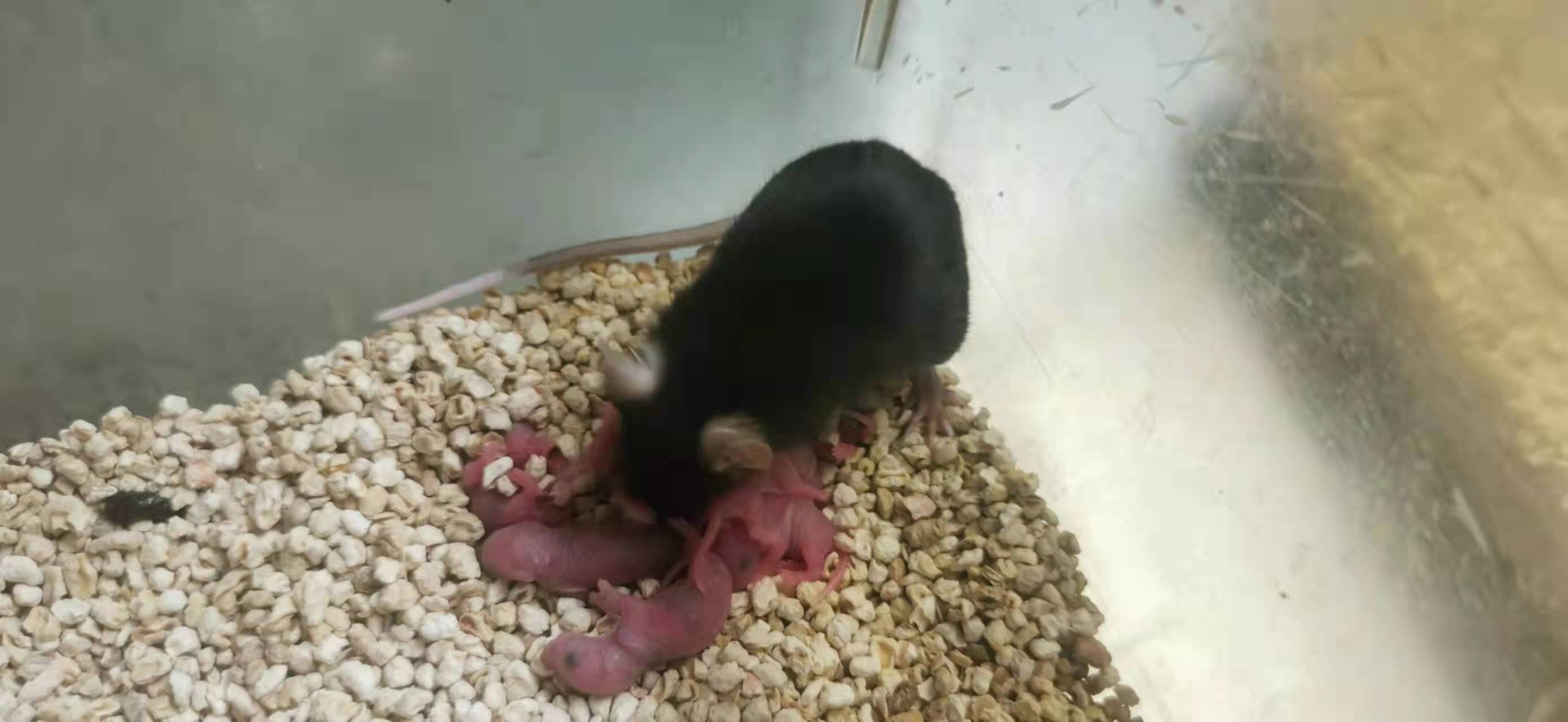 科学家发现细胞维持特异性,科学家发现细胞修复端粒的机制