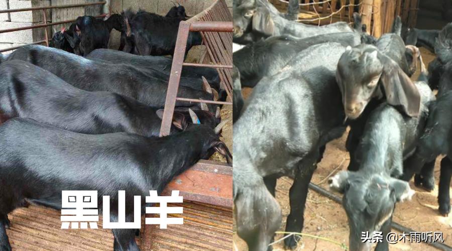 努比亚黑山羊养殖基地在什么地方,毕节七星关区努比亚黑山羊养殖