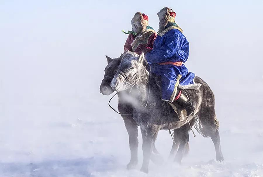 野狼跑上公路被车撞，司机花4万把狼治好，放生时，狼下跪致谢