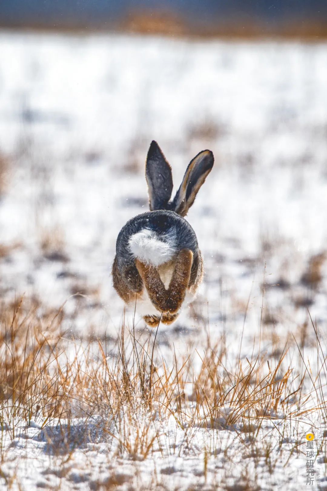 兔年来了,兔年来了怎么样