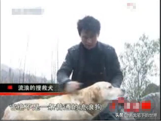男子捡400只流浪狗,四川男子从路边捡来黑狗完整版