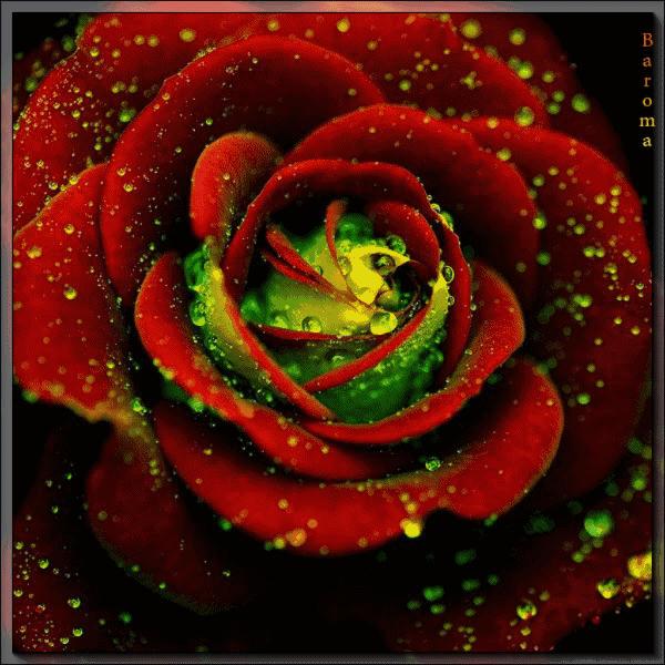 漂亮玫瑰花头像图片,最美最全的玫瑰花图片