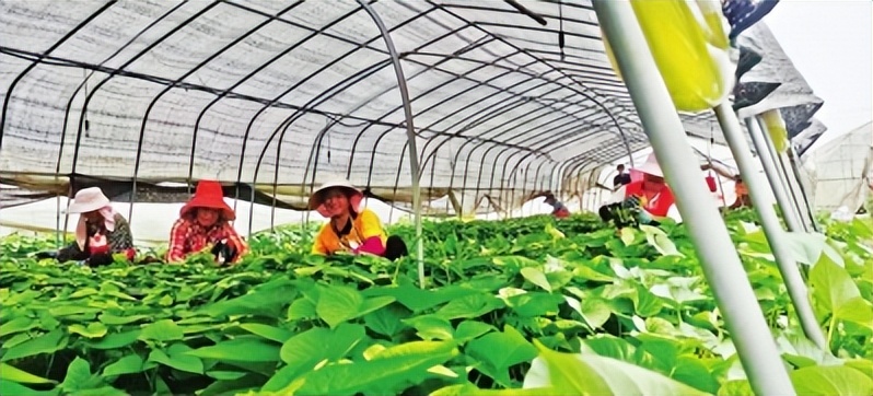 邾城街道培育示范基地推行智慧农业始终坚守“粮地姓粮”“农地姓农”