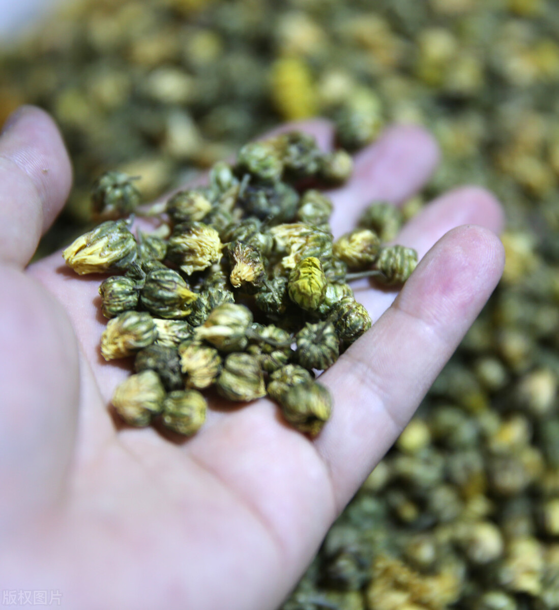 6种可以在夏季喝的茶,夏天到了喝什么茶去火