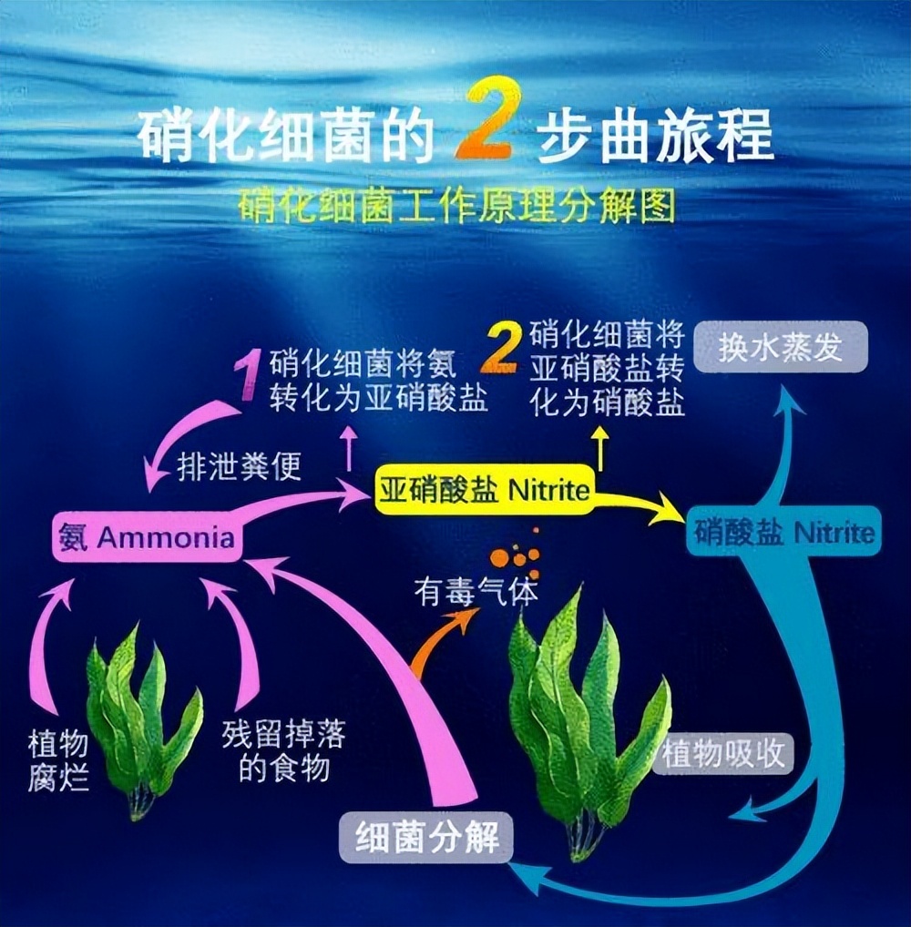 锦鲤鱼池过滤系统制作方法视频,锦鲤鱼池过滤高清详细设计图纸