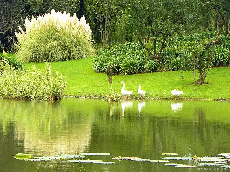 清水绿岸,清水绿岸鱼翔浅底