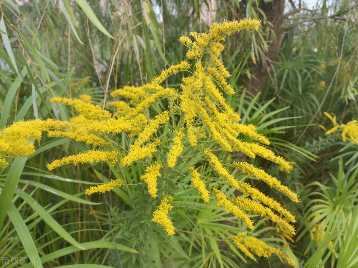 营养堪比牧草，多地有分布，靠着“一枝黄花”有羊场月省10万饲料