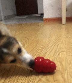 狗狗有分离焦虑症要再养一只吗,狗狗分离焦虑主人出门就要叫