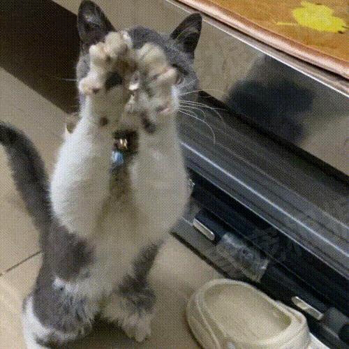 被主人拴着的猫,被邻居拴在楼道的小猫咪