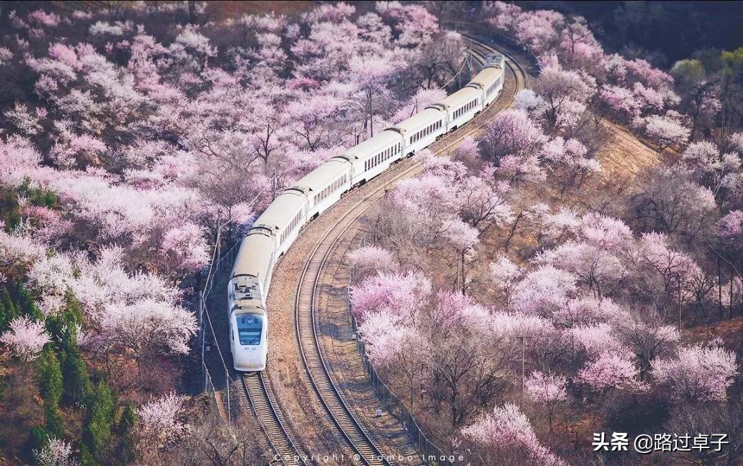 玉兰花樱花梅花,玉兰花桃花杏花视频