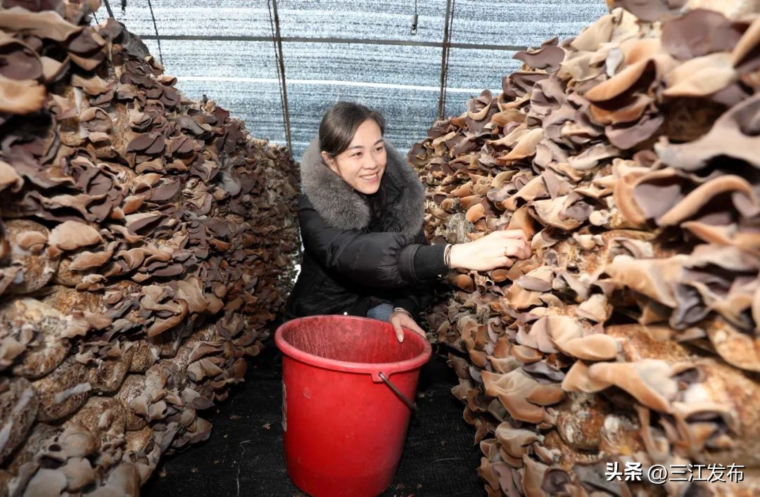 发展特色种植助力脱贫攻坚地图,脱贫攻坚小香菇成脱贫增收好产业