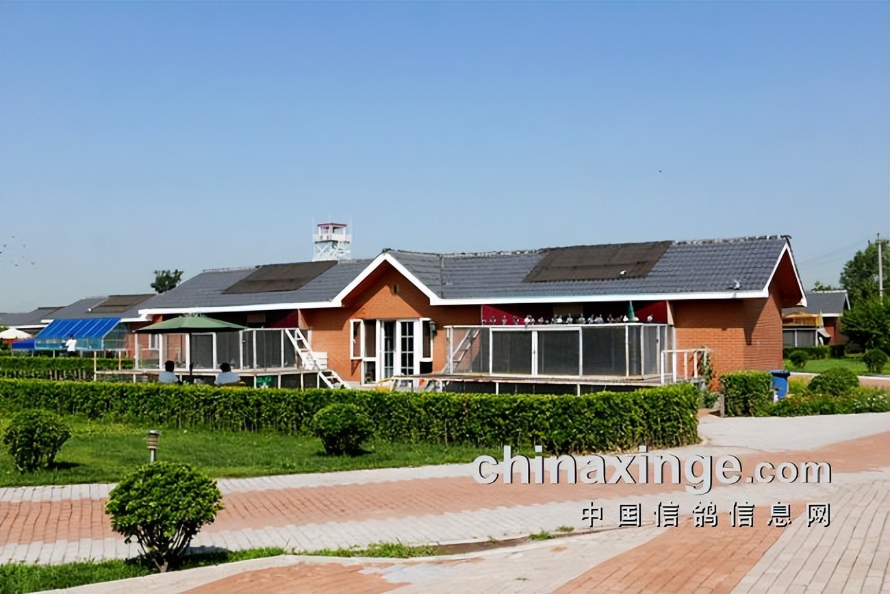 开创者教练何贵：赛鸽贵在坚持