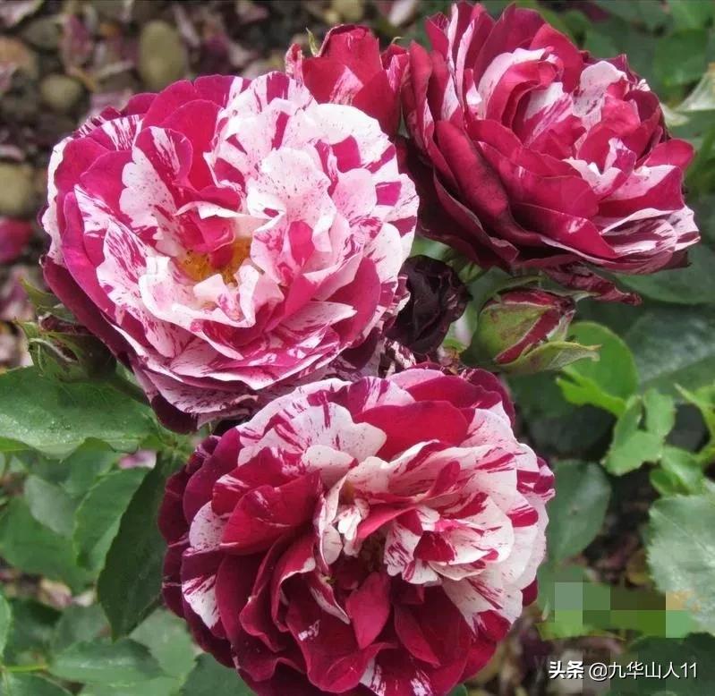 常见丰花月季品种一览,阳台盆栽丰花月季什么品种最好