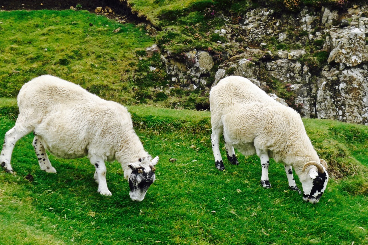 9块9的手撕羊绒棉还有吗,什么牌子的手撕羊绒棉好