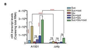 绿脓杆菌如何培养,绿脓杆菌做什么项目培养