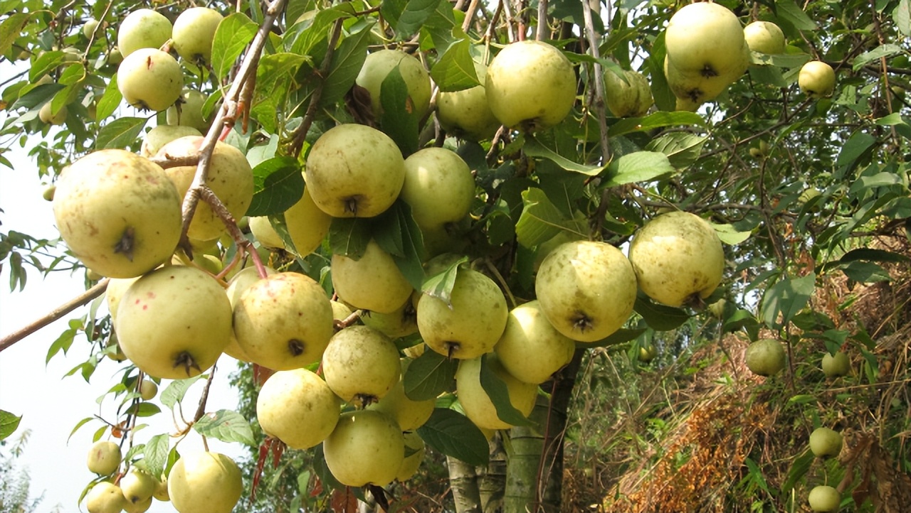 骞胯タ娌虫睜鍦扮悊鏍囧織鍐滀骇鍝佹湁鍝簺,娌虫睜鍐滀骇鍝佷寒鐩稿箍瑗垮啘浜や細