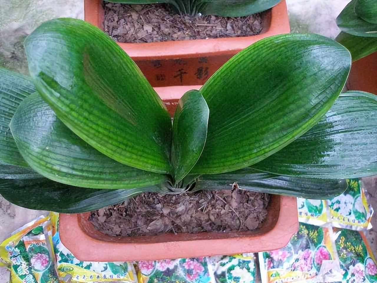 君子兰在二月份该如何管理,君子兰5月6月如何养护