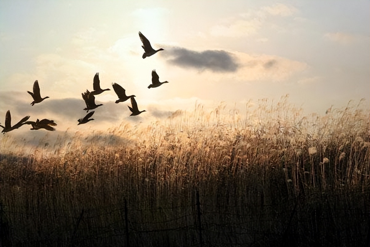 作家菡萏的散文,作家菡萏的美文