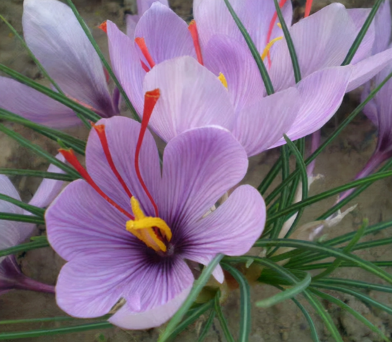 什么种球适合冬天开花,适合冬季种植的种球花卉