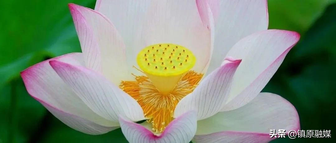 尘缘讲的是人生感悟吗,看淡尘缘自安心的句子