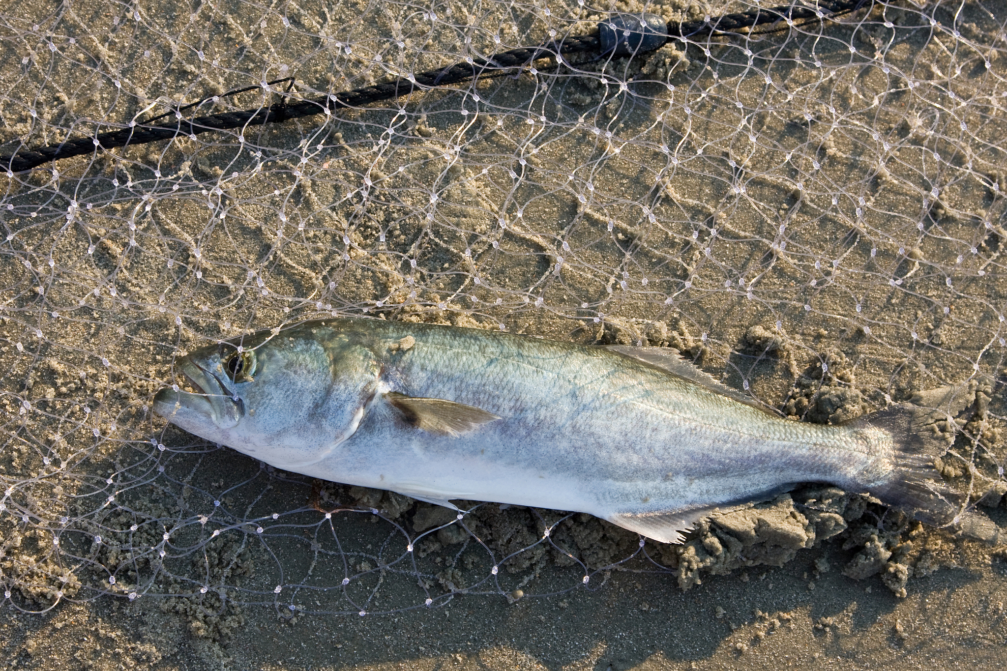 有哪些海鲜的寄生虫特别多特别多,哪些海鲜寄生虫少吃