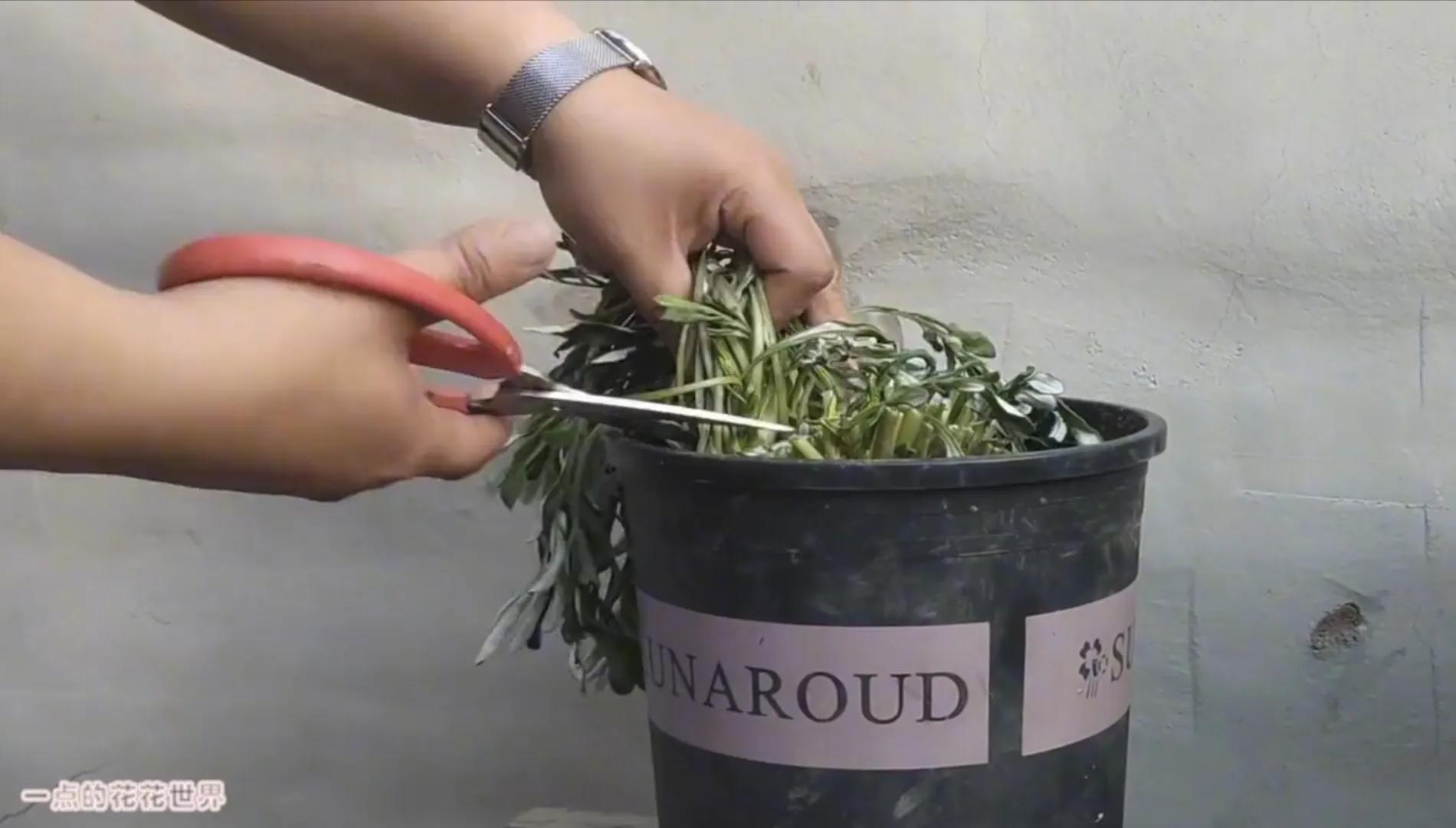 枯萎的勋章菊怎么处理,勋章菊枯萎