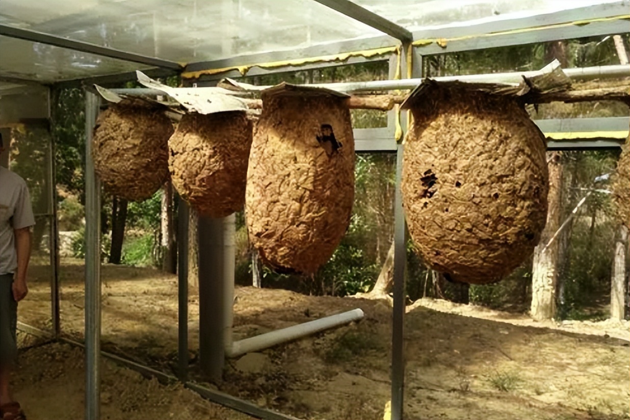 杀人蜂和胡蜂还有大黄蜂谁厉害,杀人蜂厉害还是胡蜂厉害