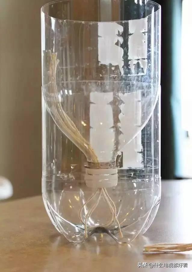 家庭种香草的方法大全,在家种植什么香草好看