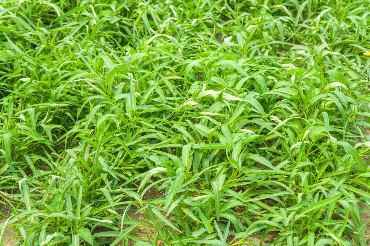 为啥广东空心菜吃了会抽筋,为什么有些人吃空心菜脚会抽筋