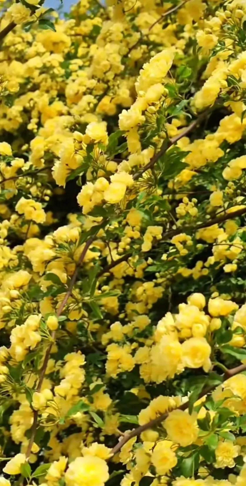 黄木香花的图片大全欣赏,怡人木香花图片欣赏