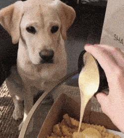 狗狗看见晒的腊肉香肠馋得直跳脚,狗子眼红主人吃肉