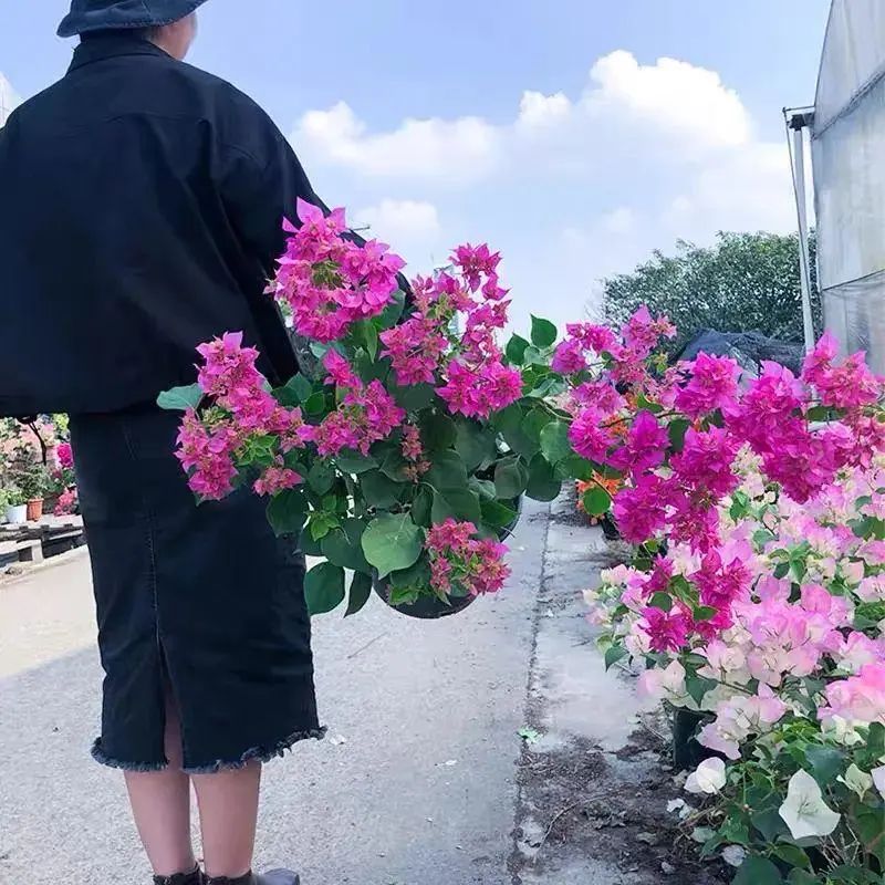 30种适合懒人养的花三角梅耐寒吗,三角梅养花技巧及知识大全详解