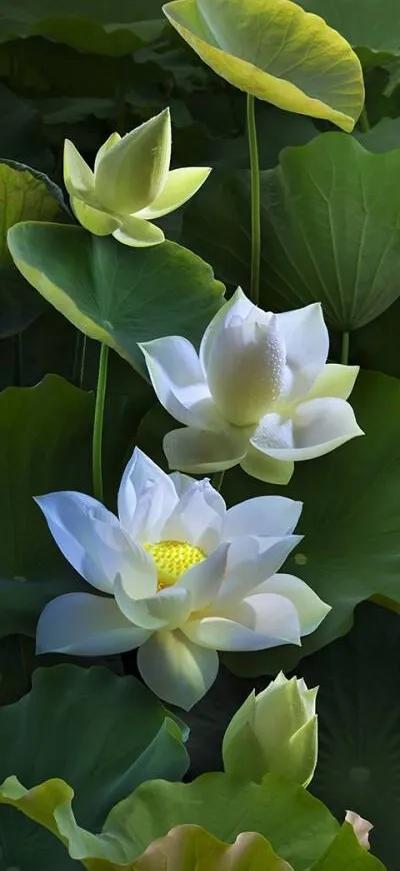 漂亮美丽的荷花壁纸,雨中荷花壁纸荣盛城